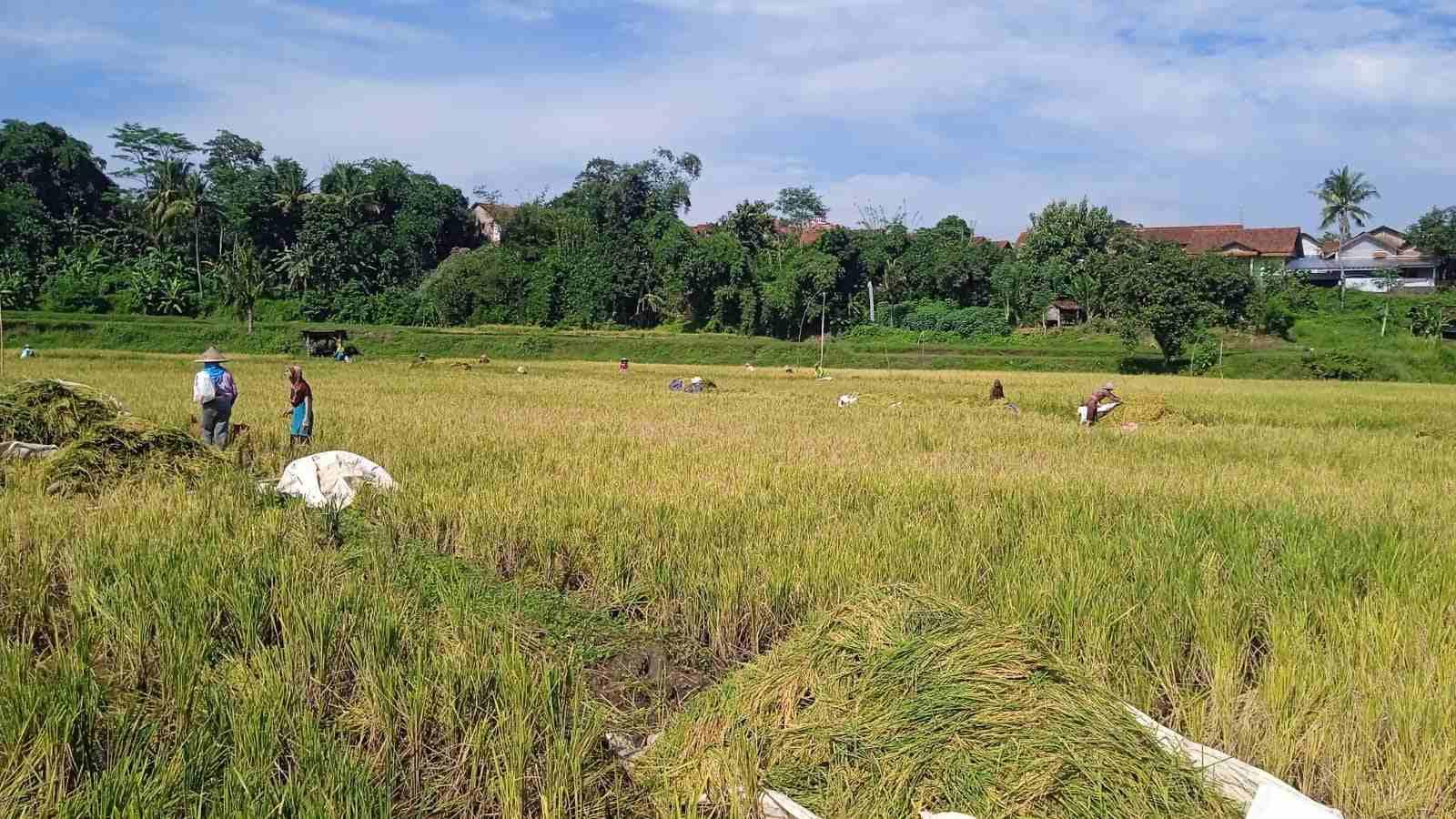 Produksi Padi Kabupaten Brebes 2023