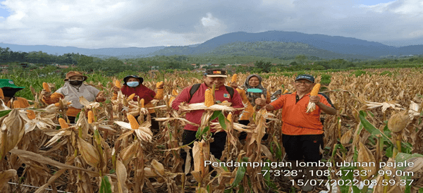 PENDAMPINGAN LOMBA UBINAN PROVITAS PAJALE KECAMATAN BANJARHARJO TAHUN 2022